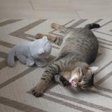 Foto del gato perdido en Mormant