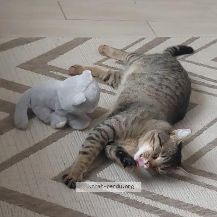 Foto 1/1 Minoush Chat perdido en Mormant