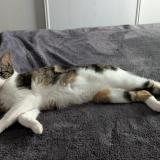 Foto del gato perdido en Saint Medard En Jalles