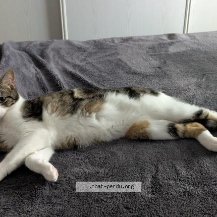 Foto 1/1 Igor Chat perdido en Saint medard en jalles