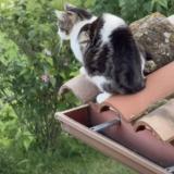 Foto del gato perdido en Pelussin