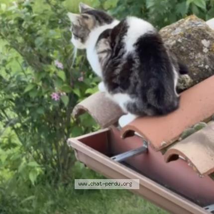 Foto 1/1 Roxi Chat perdido en Pelussin