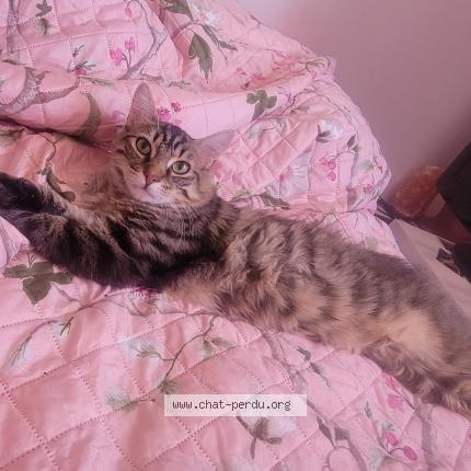 Foto 1/3 Vanille Chat perdido en Montfavet