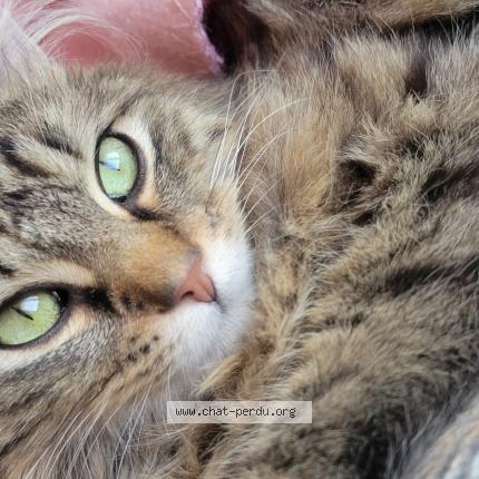 Foto 3/3 Vanille Chat perdido en Montfavet