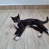 Foto del gato perdido en Mysore