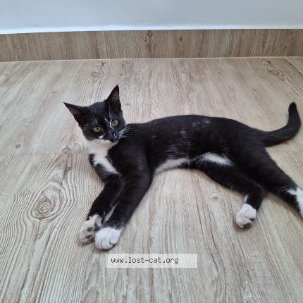 Foto 1/1 Lilly Chat perdido en Mysore