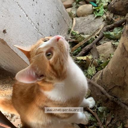 Foto 1/1 Grimoire Chat perdido en Lyon