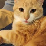 Foto del gato perdido en Angers