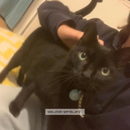 Foto 1/1 Oreo Chat perdido en Le bouscat