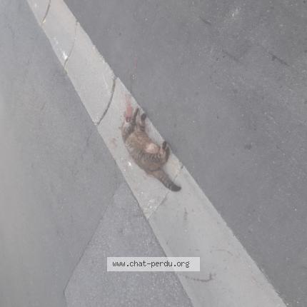 Foto 1/1 Gato encontrado Encontrado en Rambouillet