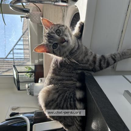 Foto 1/1 Gato encontrado Perdido en Villeneuve sur lot