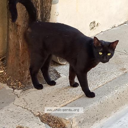 Foto 1/1 Gato encontrado Encontrado en Aigues mortes