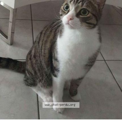 Foto 1/1 nougat Chat perdido en Matzenheim