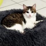 Foto del gato perdido en Montauban