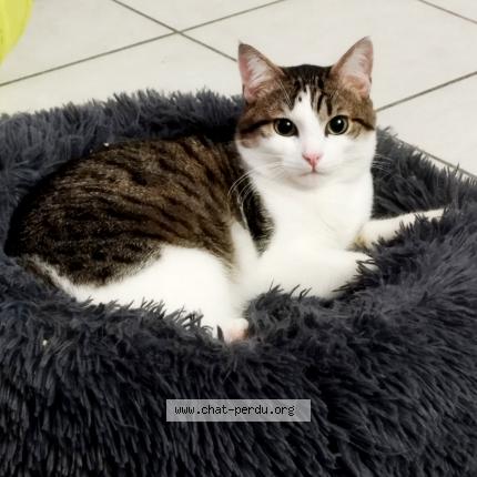 Foto 1/1 Isis Chat perdido en Montauban