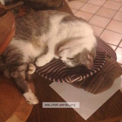 Foto 1/1 Mimine Chat perdido en Cluny