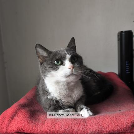 Foto 1/1 Nala Chat perdido en Nice