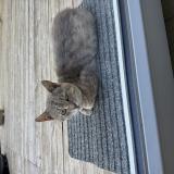 Foto de gato encontrado en Saint Souplet