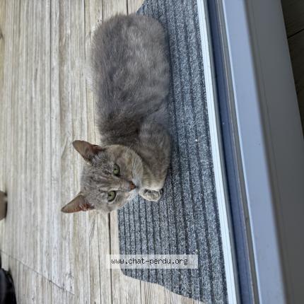 Foto 1/1 Gato encontrado Encontrado en Saint souplet