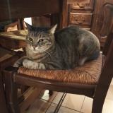 Foto del gato perdido en St Mitre Les Remparts