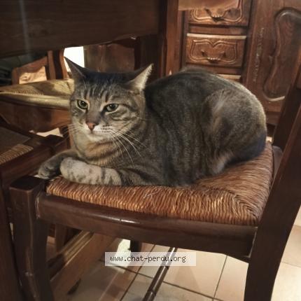 Foto 1/1 Alduin Chat perdido en St mitre les remparts