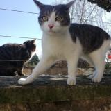 Foto del gato perdido en Appoigny