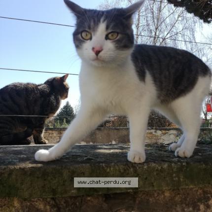 Foto 1/1 Berlioz Chat perdido en Appoigny