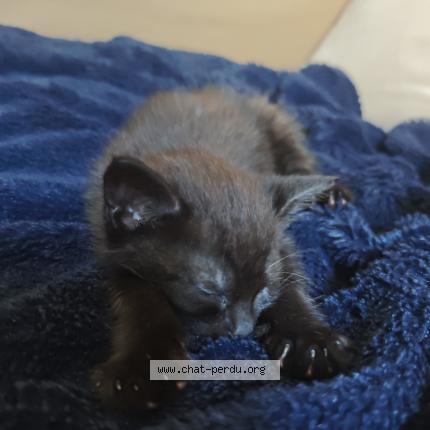 Foto 1/1 Gato encontrado Encontrado en Mercurey