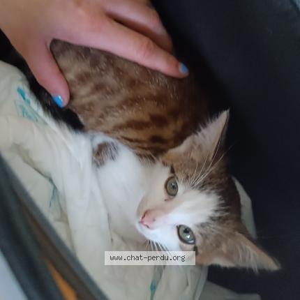 Foto 1/1 Gato encontrado Encontrado en Mazeres lezons
