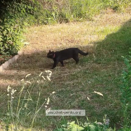 Foto 1/1 Gato encontrado Encontrado en Roubaix 59100