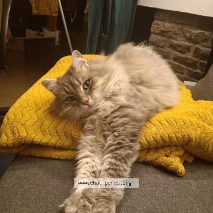 Foto 1/1 Queen Chat perdido en Rillieux la pape