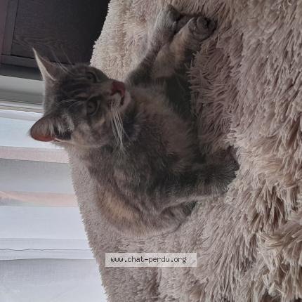 Foto 1/1 Belle Chat perdido en Semussac