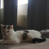 Foto del gato perdido en Montceau Les Mines