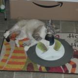 Foto del gato perdido en Redon