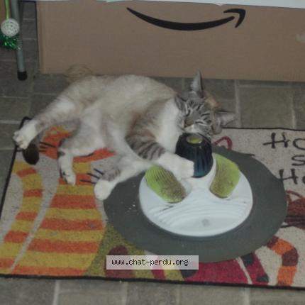 Foto 1/1 CHATON Chat perdido en Redon