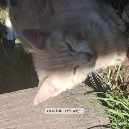 Foto 1/1 Gato encontrado Encontrado en Soeurdres