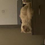 Foto del gato perdido en Hyderabad