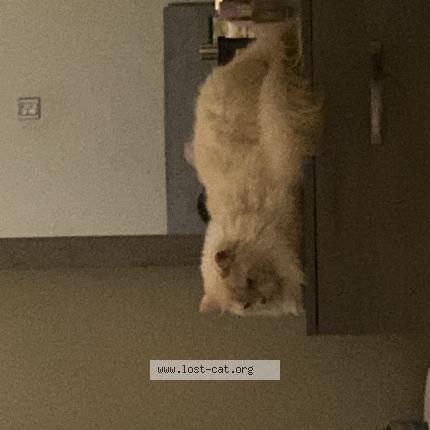 Foto 1/1 Meelo Chat perdido en Hyderabad