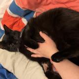 Foto del gato perdido en Franey