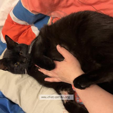 Foto 1/1 Matchú Chat perdido en Franey