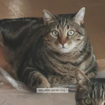 Foto 1/1 Raku Chat perdido en Aix en provence