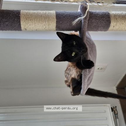 Foto 1/1 Calcifer Chat perdido en Valenciennes