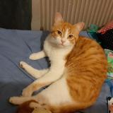 Foto del gato perdido en Beaumont Sur Vesle