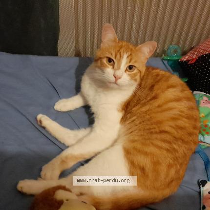 Foto 1/1 Dobbie Chat perdido en Beaumont sur vesle