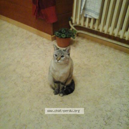 Foto 1/1 Ouate Chat perdido en Saint savin