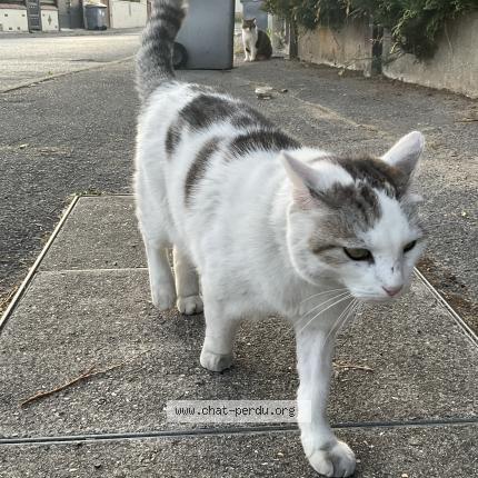 Foto 1/1 Gato encontrado Encontrado en Dammartin en goele