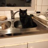 Foto del gato perdido en Mesnil Roc H