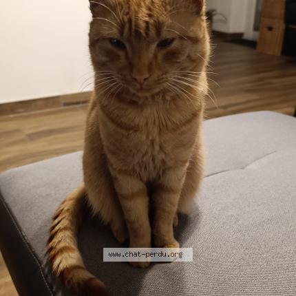 Foto 1/1 Kawkaw Chat perdido en Marseille 16