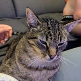 Foto del gato perdido en St Jean D Illac