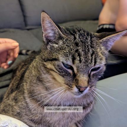 Foto 1/1 Vegas Chat perdido en St jean d illac